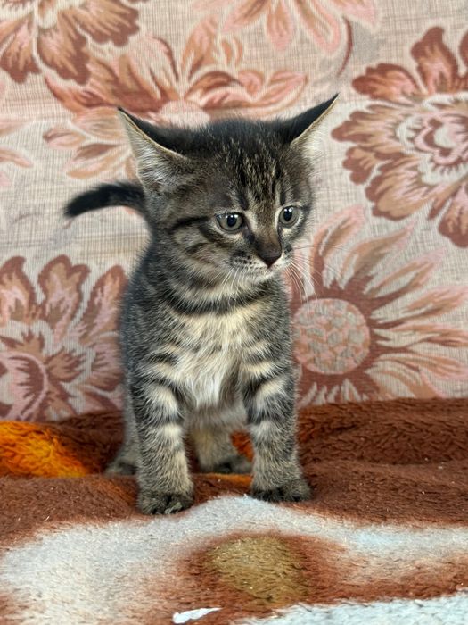 Котята в добрые руки.