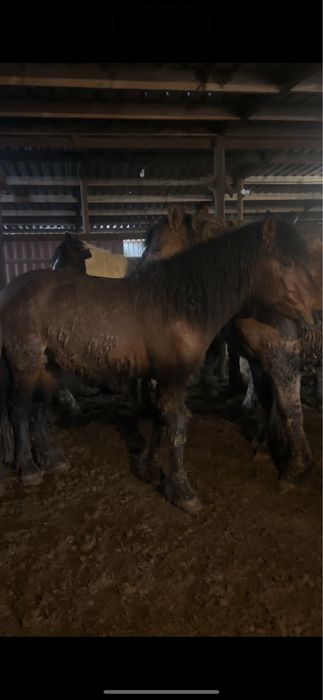 Мощный жеребец жәбы