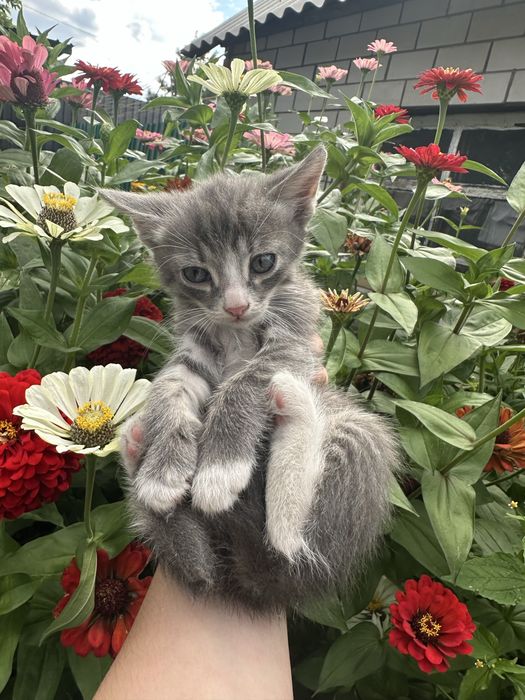 Отдам Котят