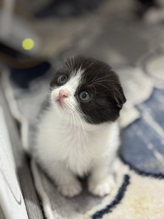 Продаются котята скотиш фолд и страйт