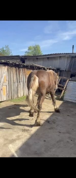 Жеребец кобылка тяжеловоз лошадь