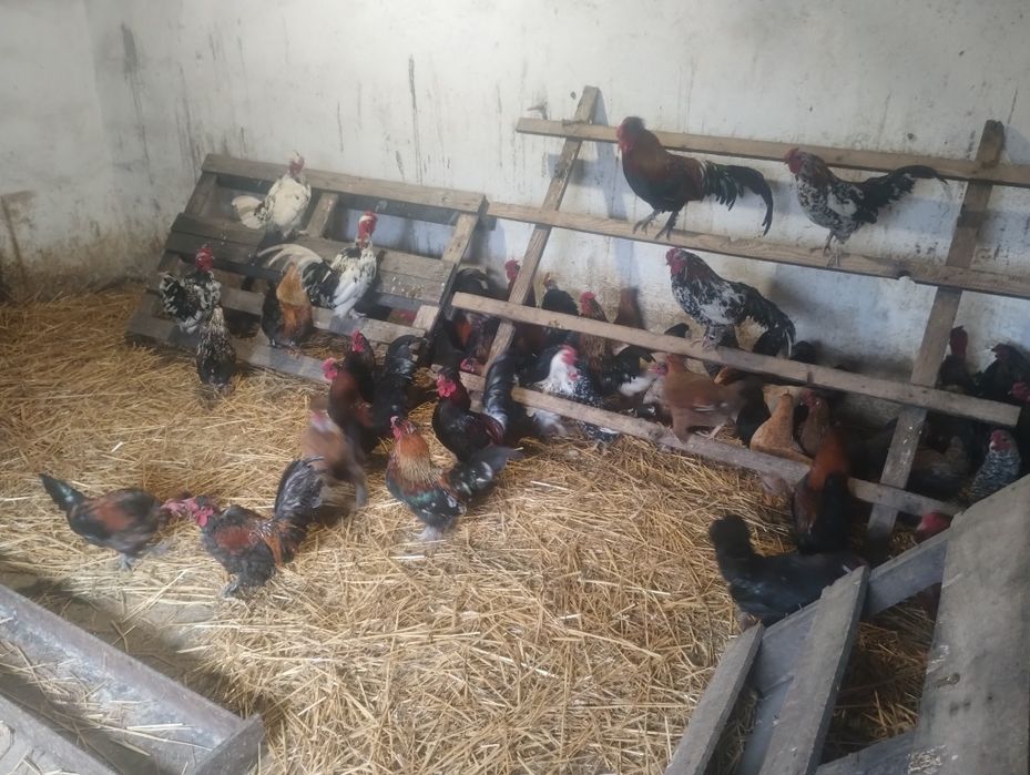 Vând găini și cocoși pitici