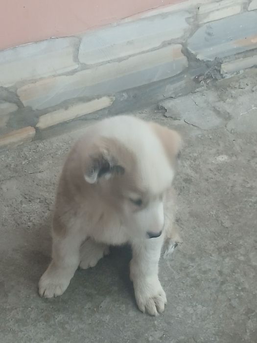 Алабай еркак  ...