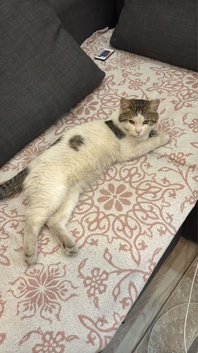 Ласковый кот ищет семью