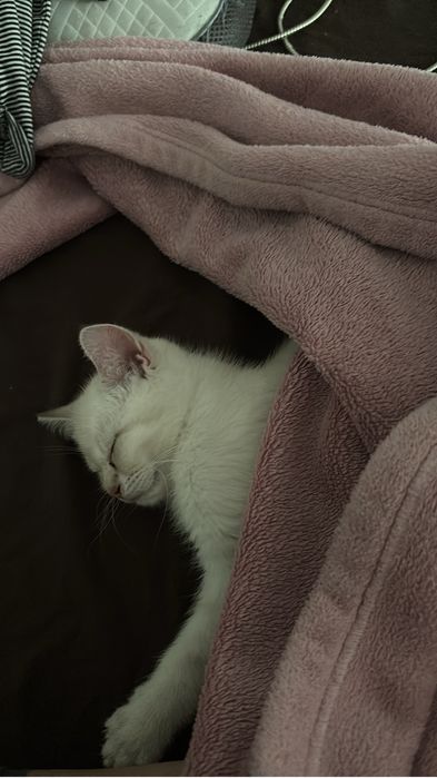 Шотландец котенок 4 месяцев