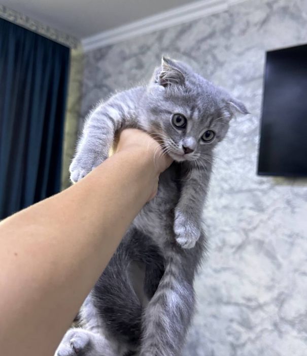 Котята веслаухие