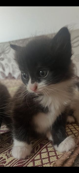 Отдам котят в добрые руки