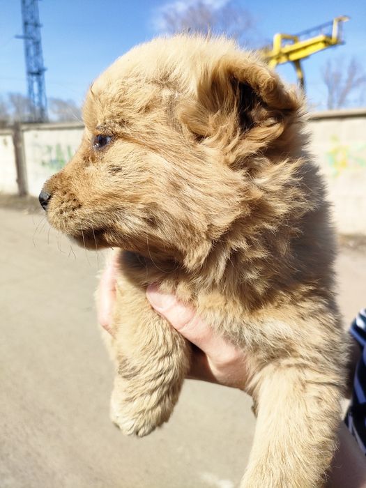 SOS. Срочно ищем хозяина.