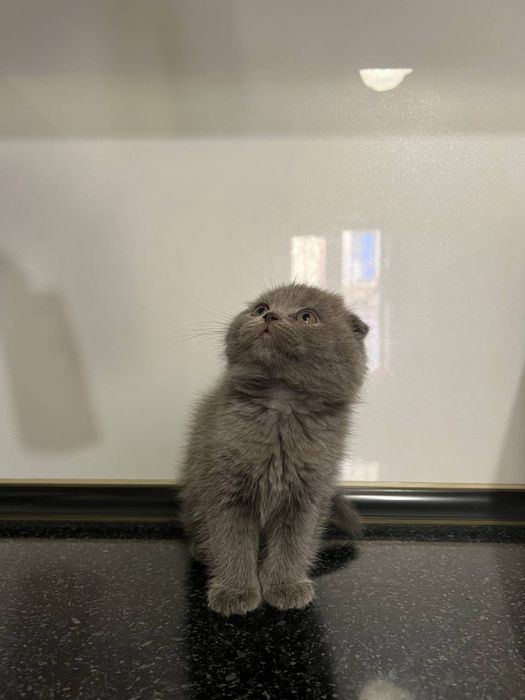 Породистые кошки