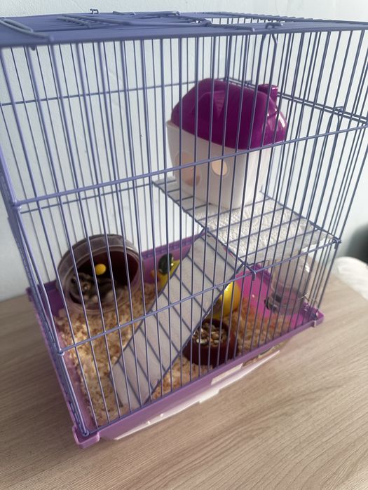 хомяк джунгарский с клеткой