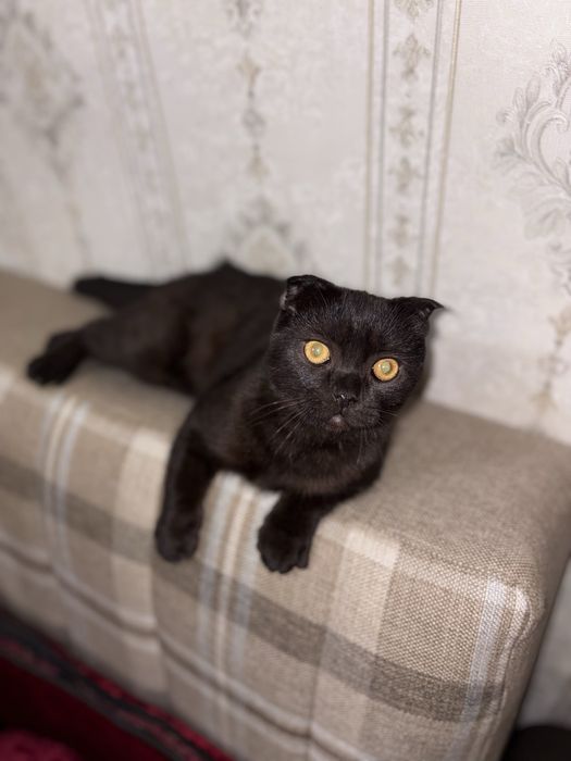 Scottish fold malchik