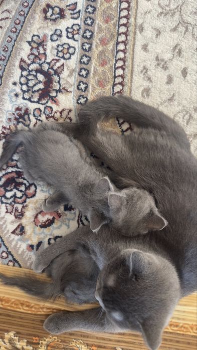 Scottish.  Fold 2