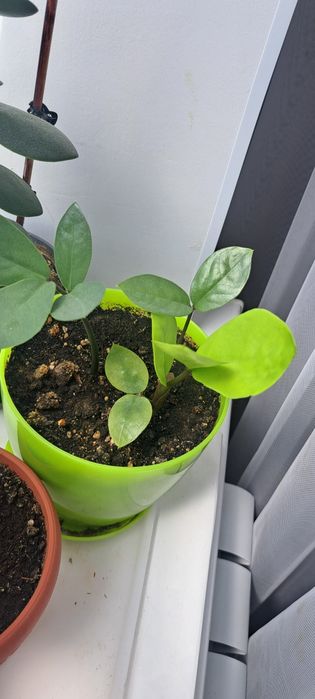 Продается долларовое дерево, замиакулькас