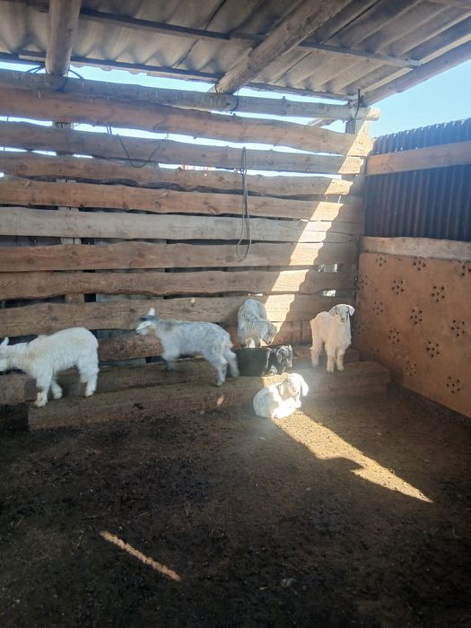 Козы с казлятами 55000