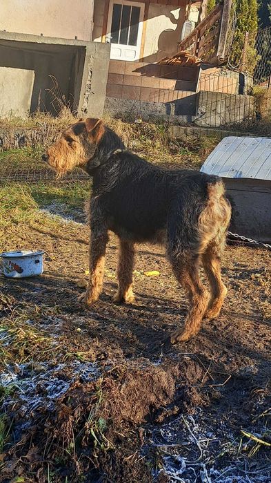 Caine de vanatoare de mistreti