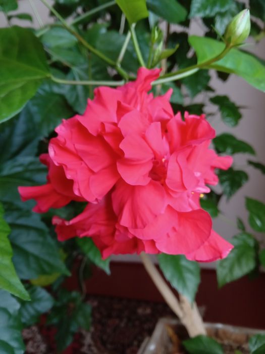 Продаеться китайская роза.