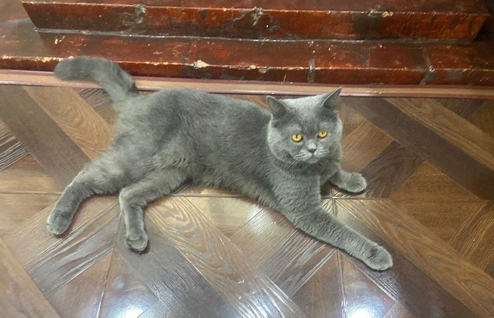 Милые котята — мама шотландка, папа британец