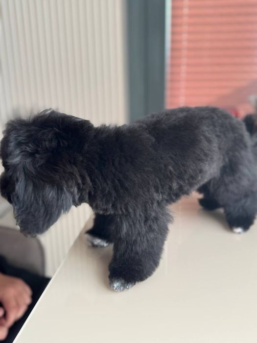 Maltipular 3 oy oldin tug’ulgan sog’lom