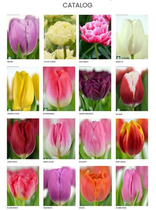 Тюльпаны к 8 марту