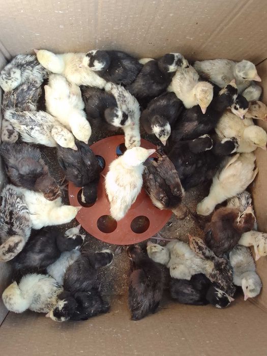 Яйца от красиви, породисти кокошки!