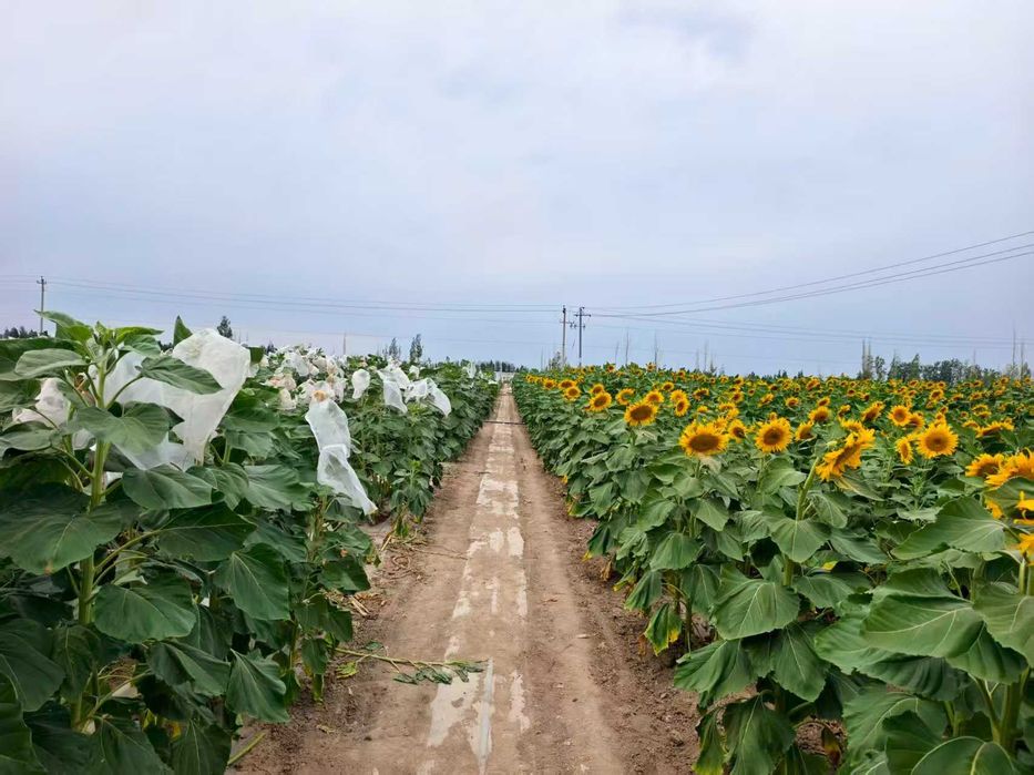 Семена подсолнечника