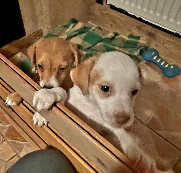 Джак Ръсел Териер