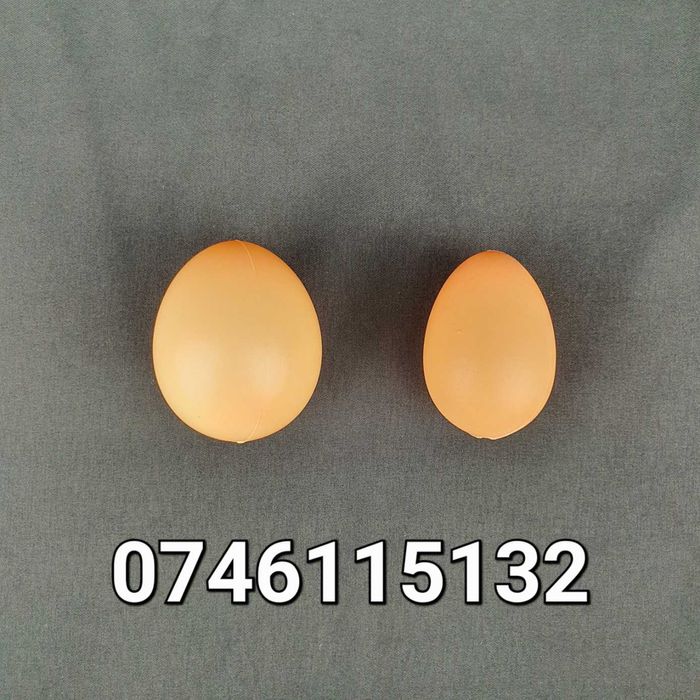 Ou FALS pt Gaini Puicute Pasari- Oua FALSE din plastic pt cuibar comun
