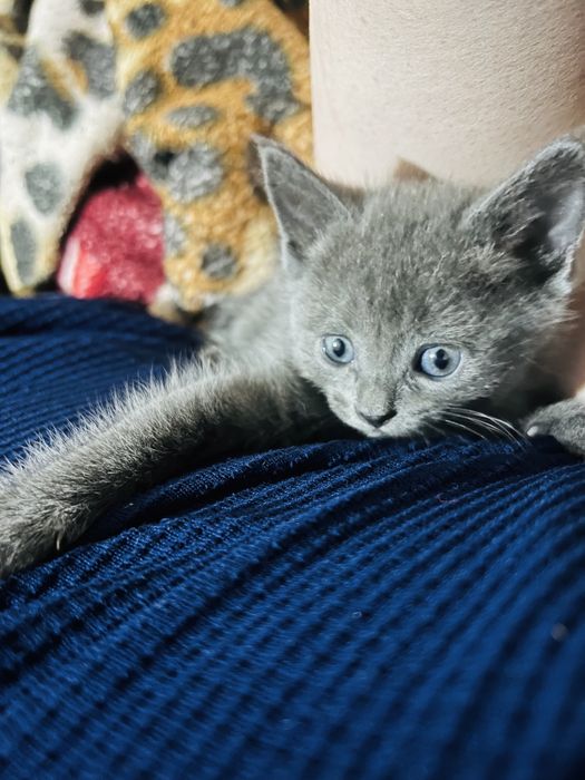 Skotish zotli judayam aqili mishukca