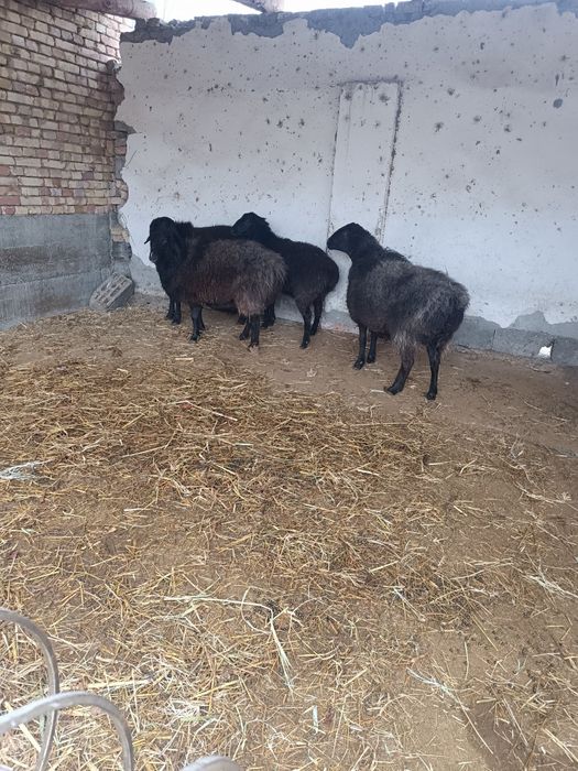 Баран Барра чотилади