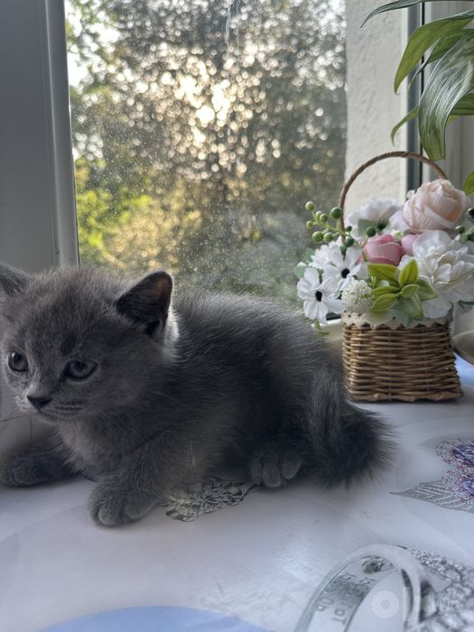 Продаются чистопородные котята Скоттиш-фолд и Скоттиш-страйт.