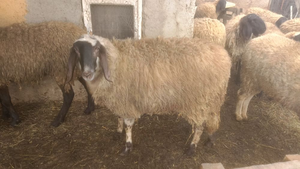 Oi Bergamasca de vânzare