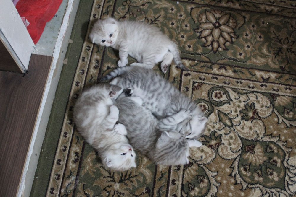 Животные, шотланские веслоухие