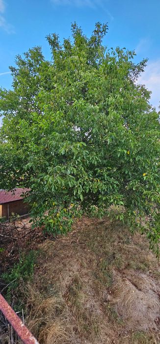 Продава се Къща в с. Ярджиловци, Област Перник - 90 кв.м за 989 €/кв.м - Снимка #16