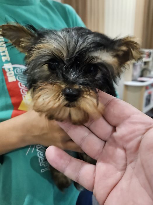 Продавам мини йоркита