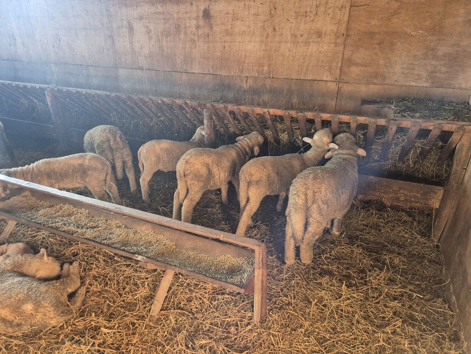 Mielute si berbecuti merinos de palas