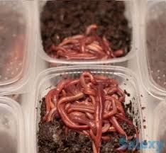 Черви! Черви! Круглосуточно