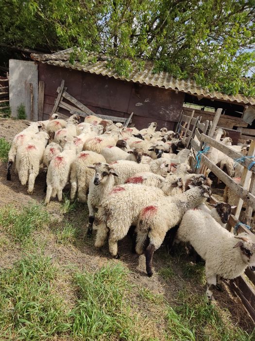 Vand 50 miei turcani
