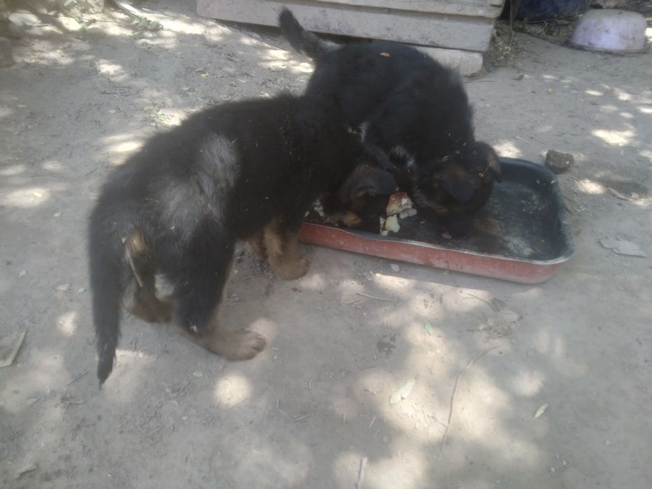 Неметецкий кушиклер