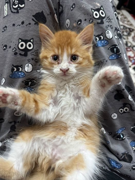 Котёнок ищет дом