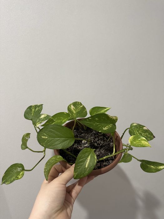 антуриум / мужское счастье