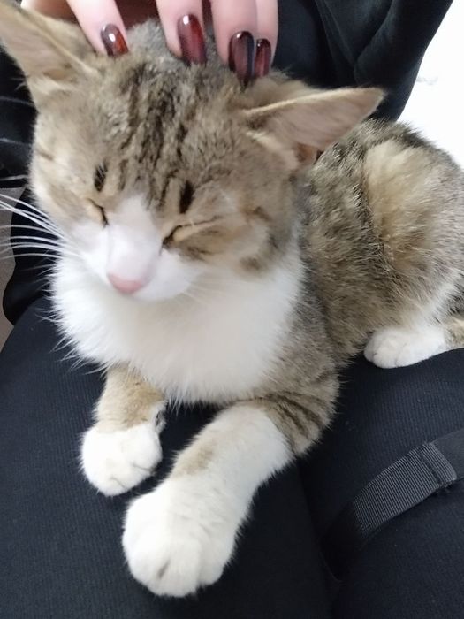 Котик бесплатно в добрые руки