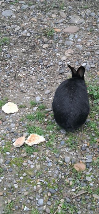 Кролики қоян тауық куры