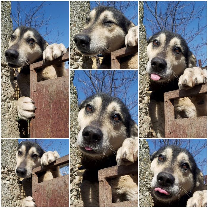 Donez 3 caini frumosi