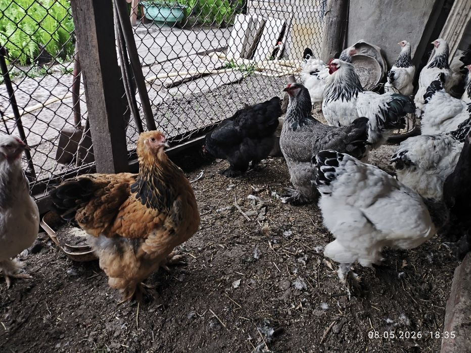 Продам цыплят породы брам