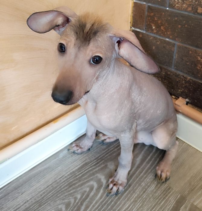 Ксоло в хорошие руки