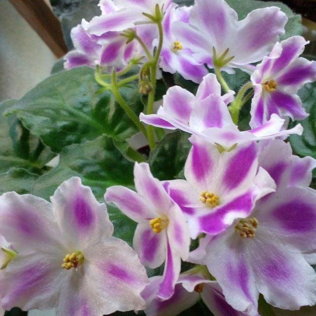 Продаются детки фиалок 15 000