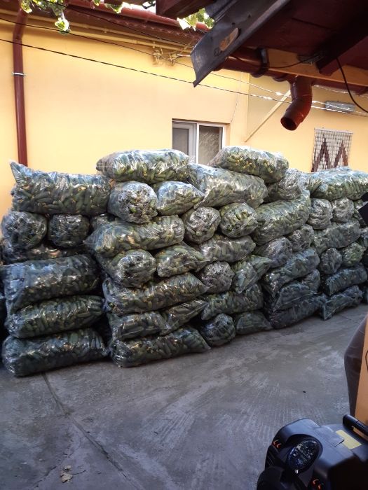Castraveti murati de vanzare.