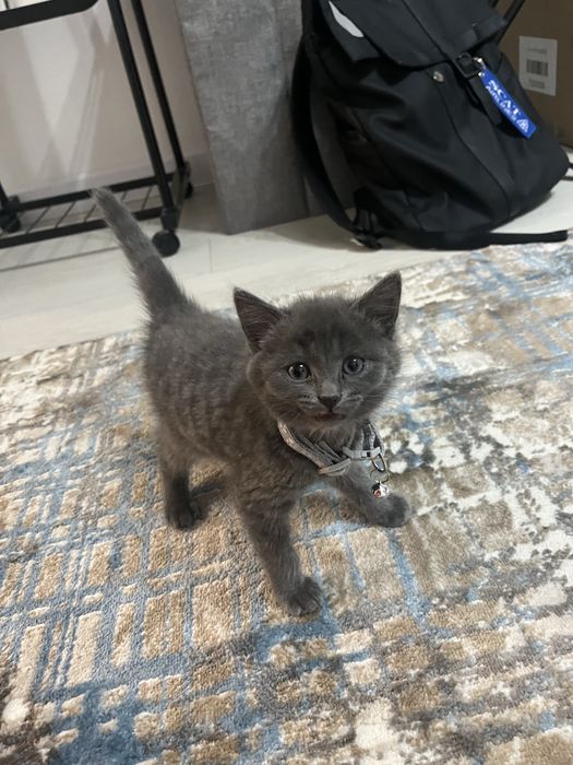 Котенок  британка