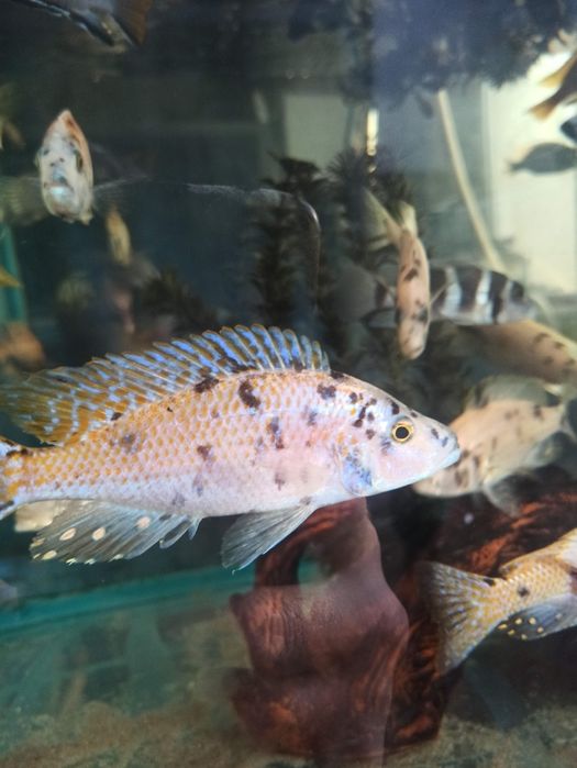 Чистка аквариума в Алматы