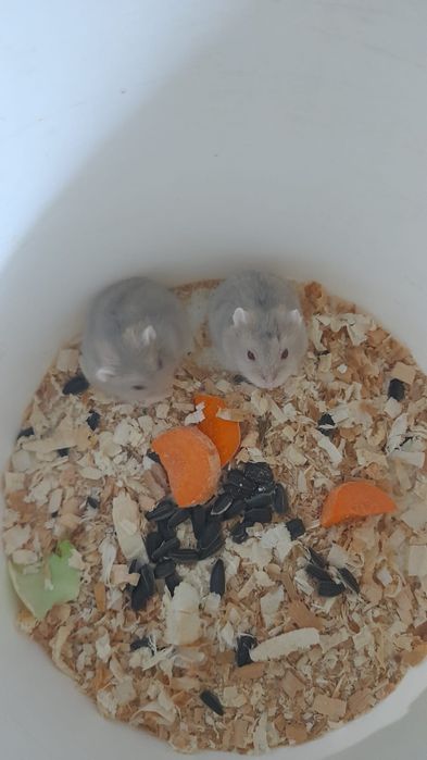 Хомячки джунгарские